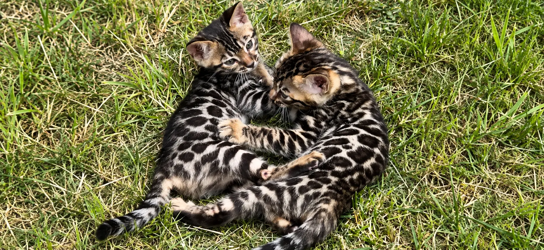 Deux chatons Bengal roulés l’un contre l’autre dans l’herbe