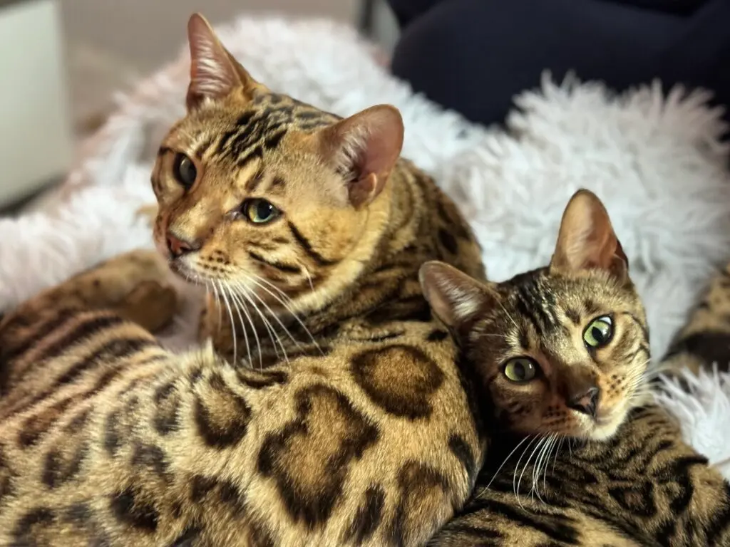Uzumaki et Uanna, couple de Bengals