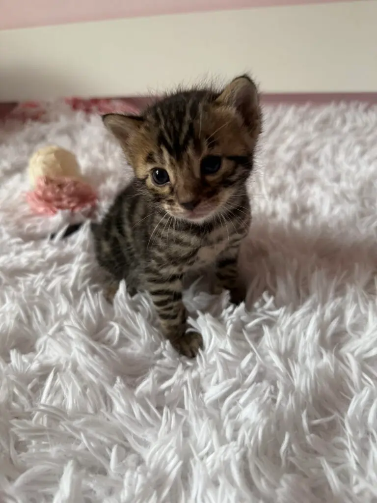 Chaton Bengal assis sur un plaid blanc, rosettes déjà marquées sur les flancs
