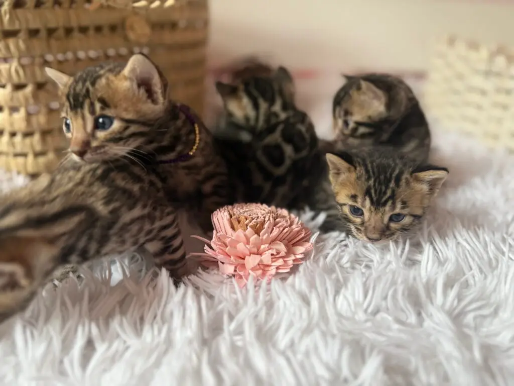 Quatre chatons Bengal de la même portée réunis sur un plaid blanc