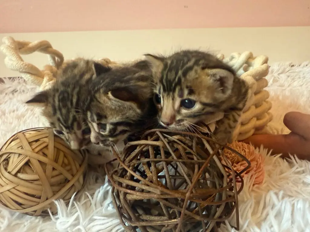 Trois chatons Bengal serrés les uns contre les autres derrière des balles en osier