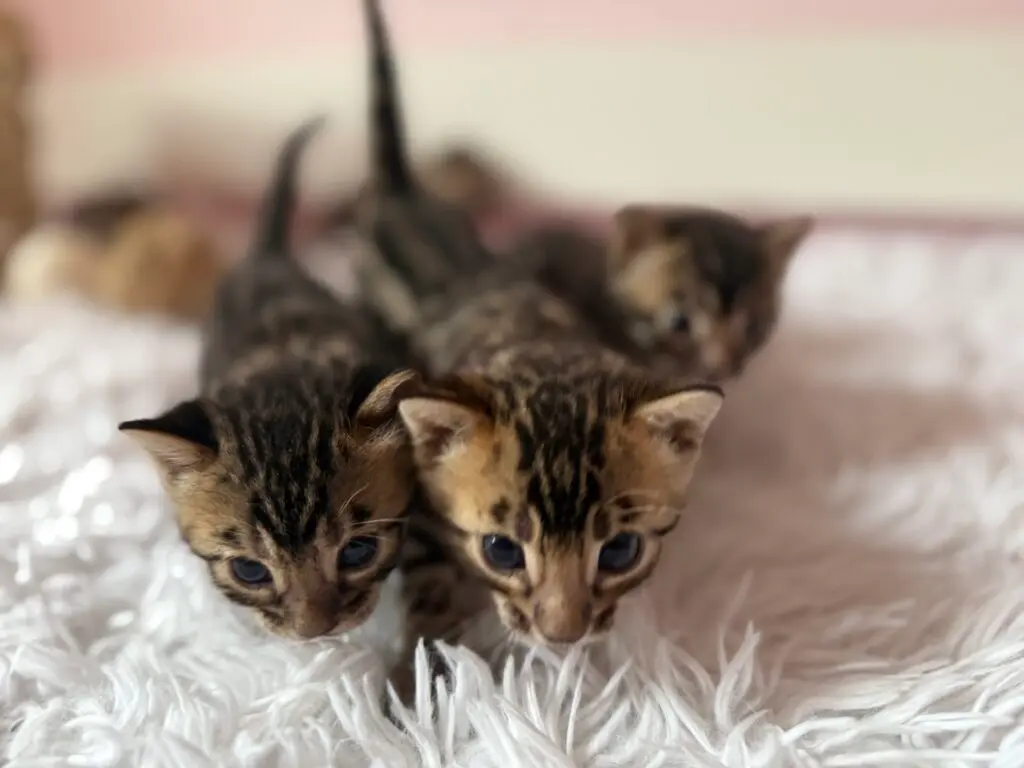 Trois chatons Bengal avançant côte à côte vers l’objectif