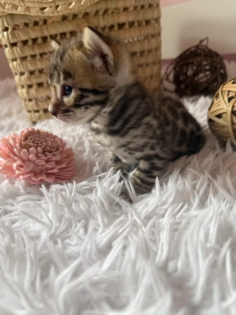 Chaton Bengal debout de profil, rosettes contrastées sur fond clair