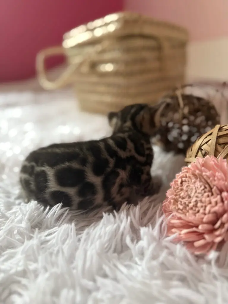 Chaton Bengal endormi de dos, rosettes sombres très contrastées