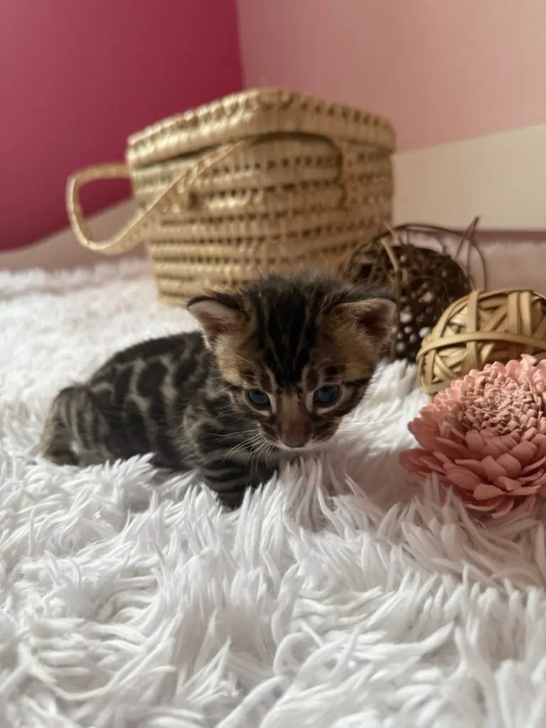 Chaton Bengal couché sur un plaid blanc au pied d’un panier en paille