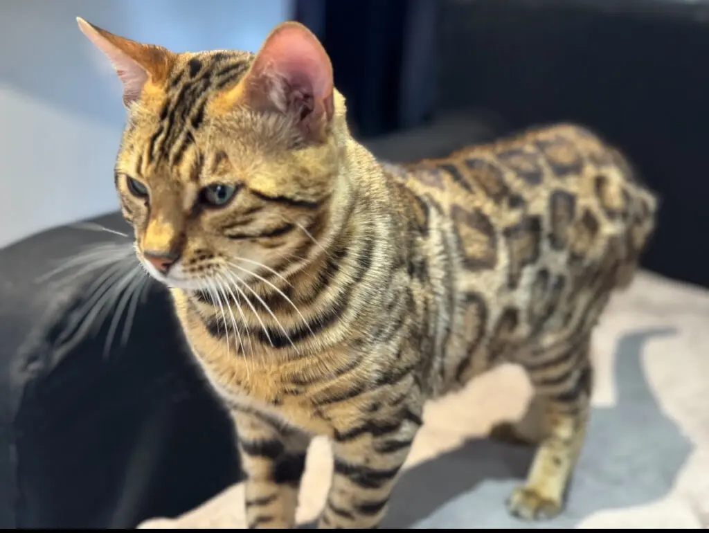 Bengal adulte debout sur un canapé, robe brown tabby rosetted et glitter