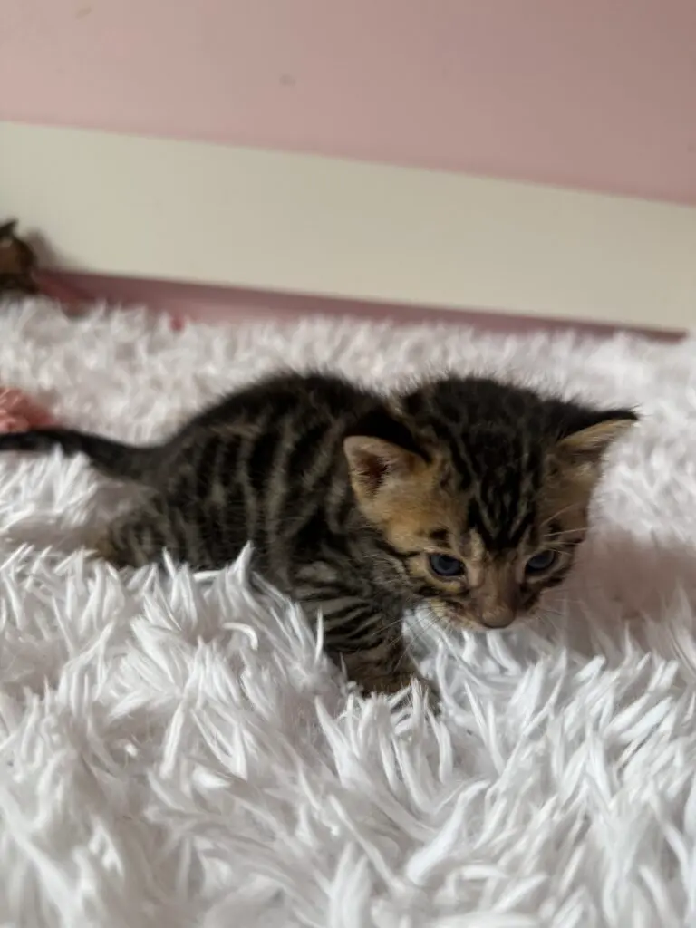 Chaton Bengal couché sur un plaid blanc, les yeux bleus du jeune âge