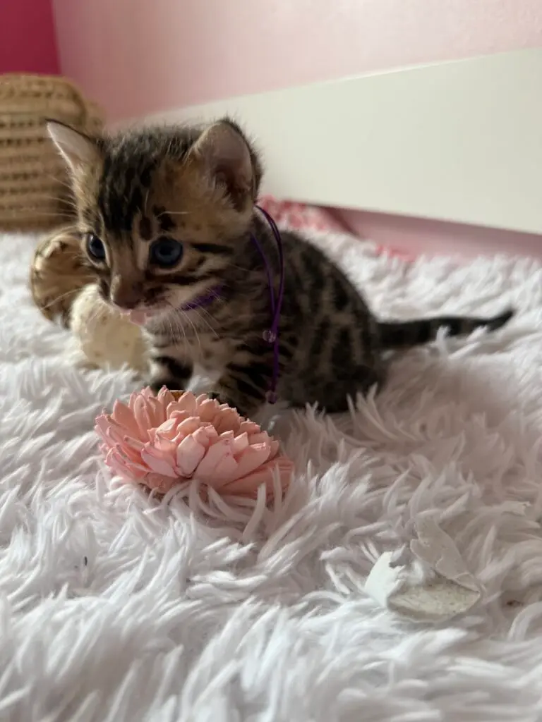 Chaton Bengal assis, collier d’identification violet, près d’une fleur rose