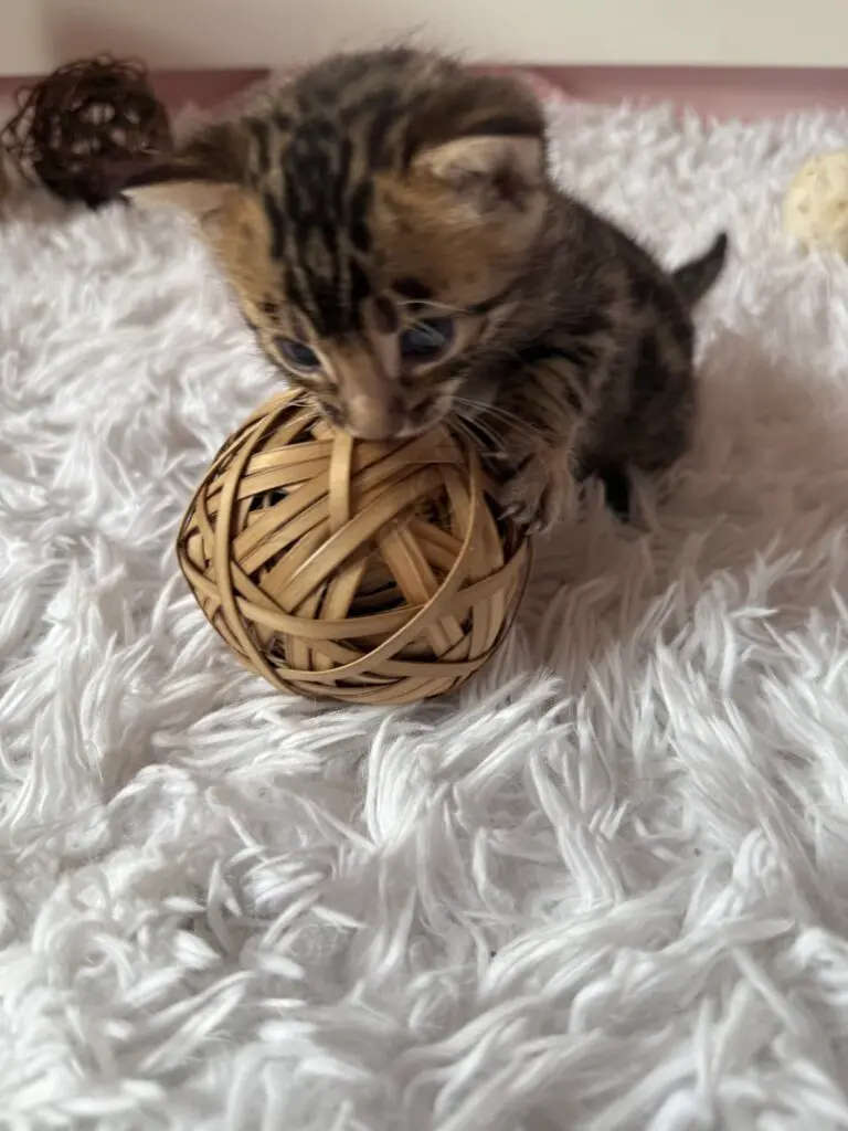 Chaton Bengal tenant entre ses pattes une balle en osier tressé