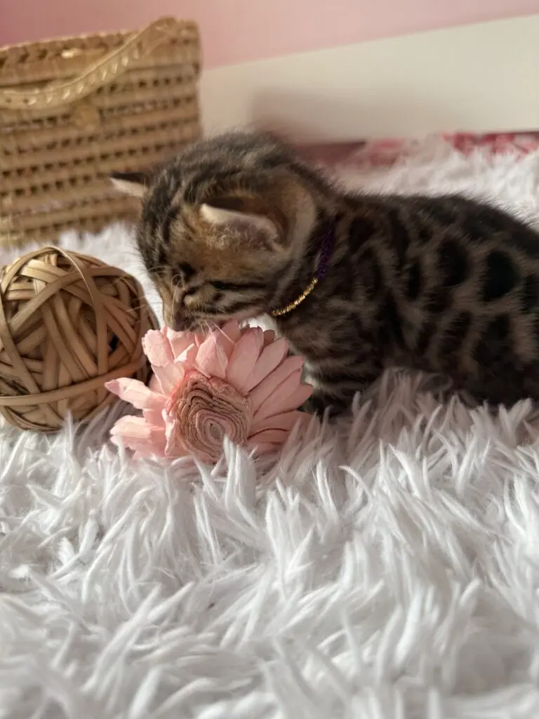 Chaton Bengal de profil reniflant une fleur rose posée sur le plaid
