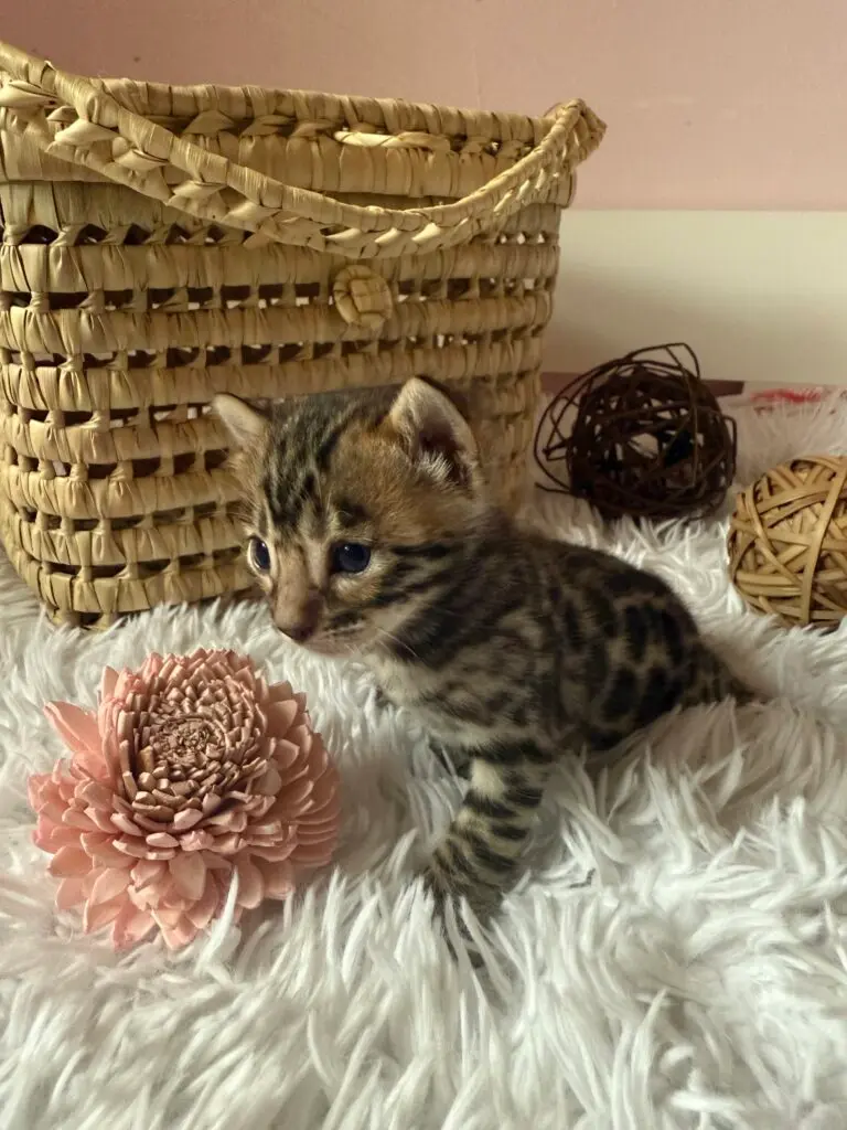 Chaton Bengal debout devant un panier en paille, robe brown tabby rosetted