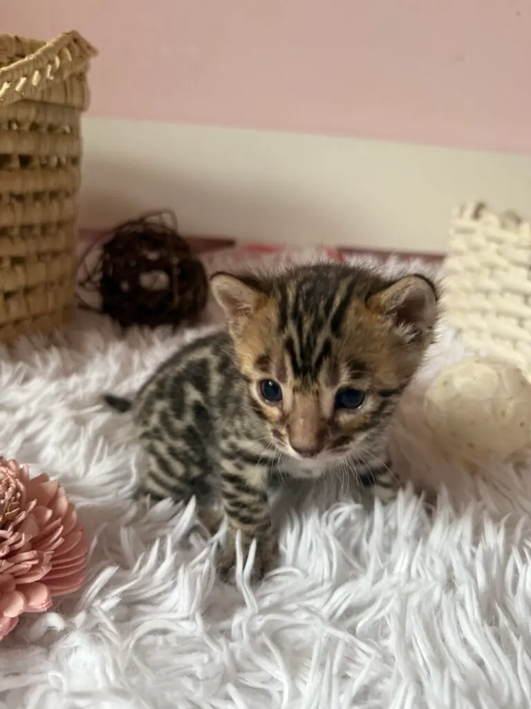 Chaton Bengal assis de face, rosettes et masque du visage bien dessinés