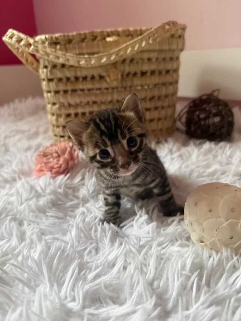 Chaton Bengal assis sur un plaid blanc devant un panier en paille