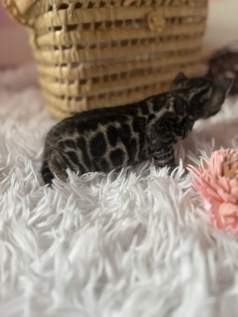 Chaton Bengal vu de dos, montrant les grandes rosettes en donut de sa robe