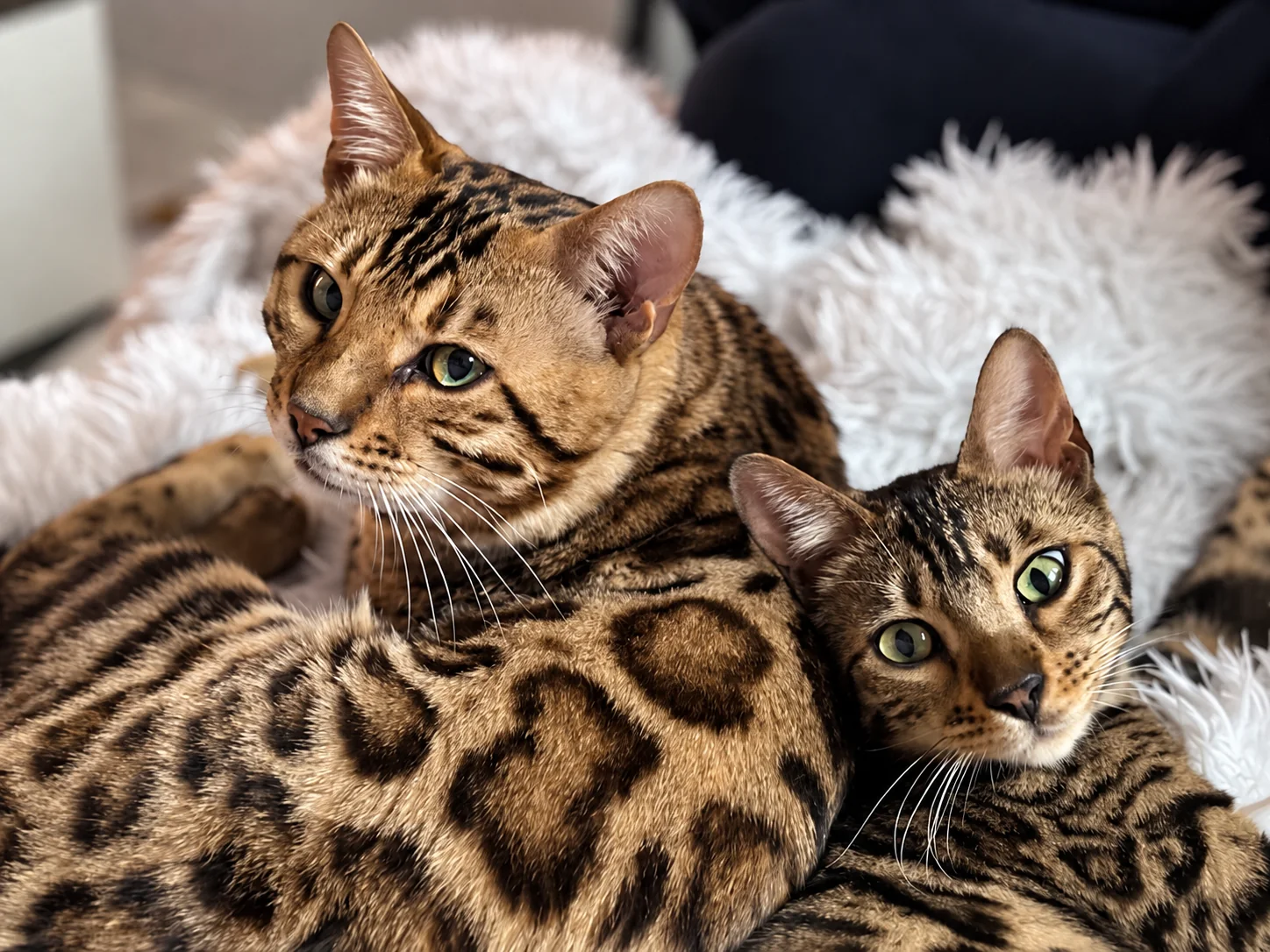 Deux Bengals de la chatterie installés sur un plaid, robes brown tabby rosetted et spotted
