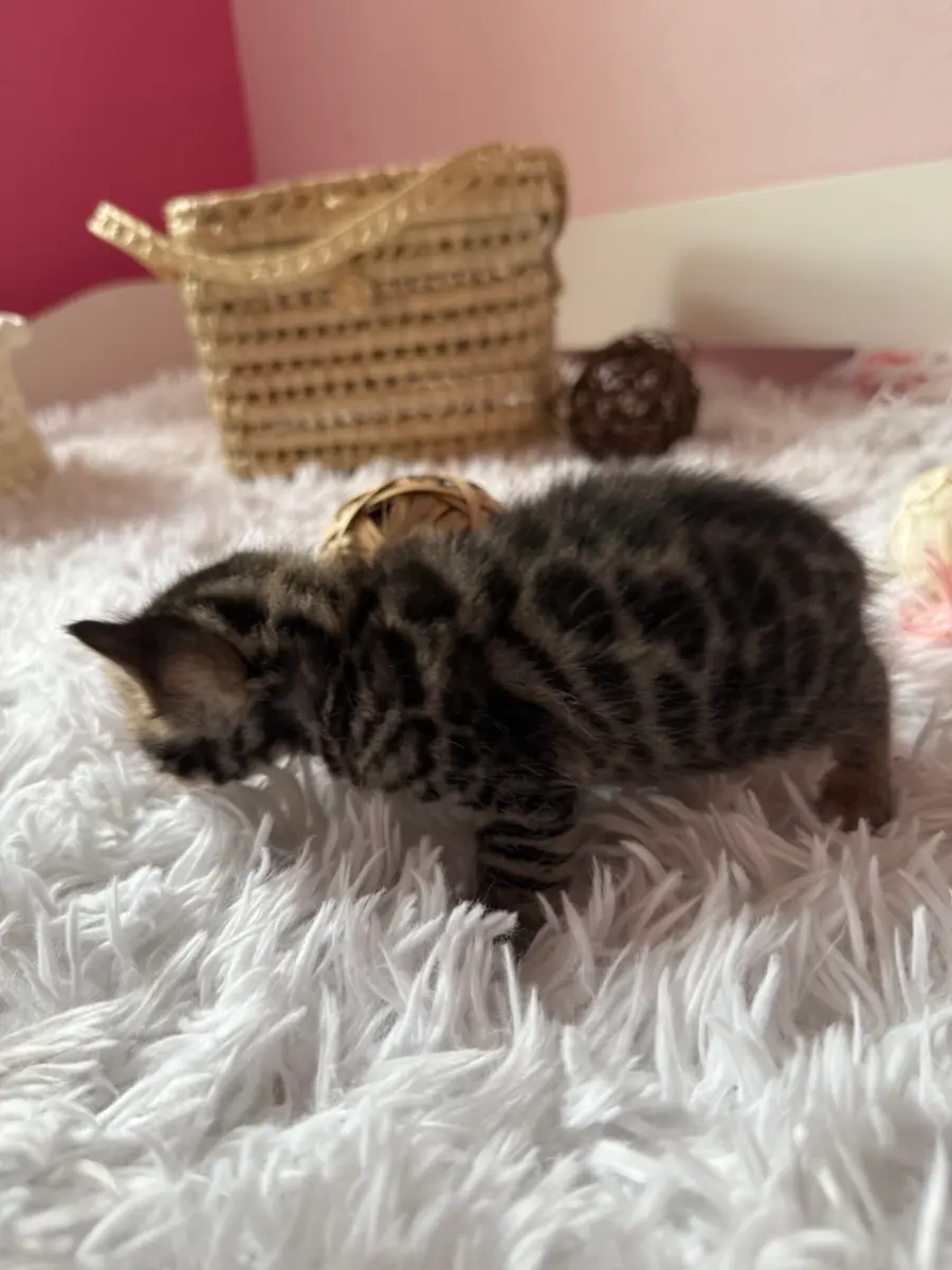 XILO, chaton Bengal brown tabby spotted rosetted