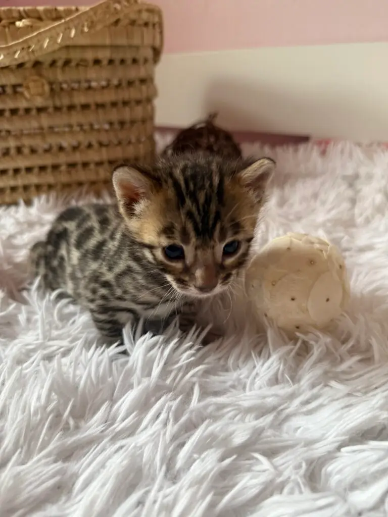 XIA, chaton Bengal brown tabby rosetted