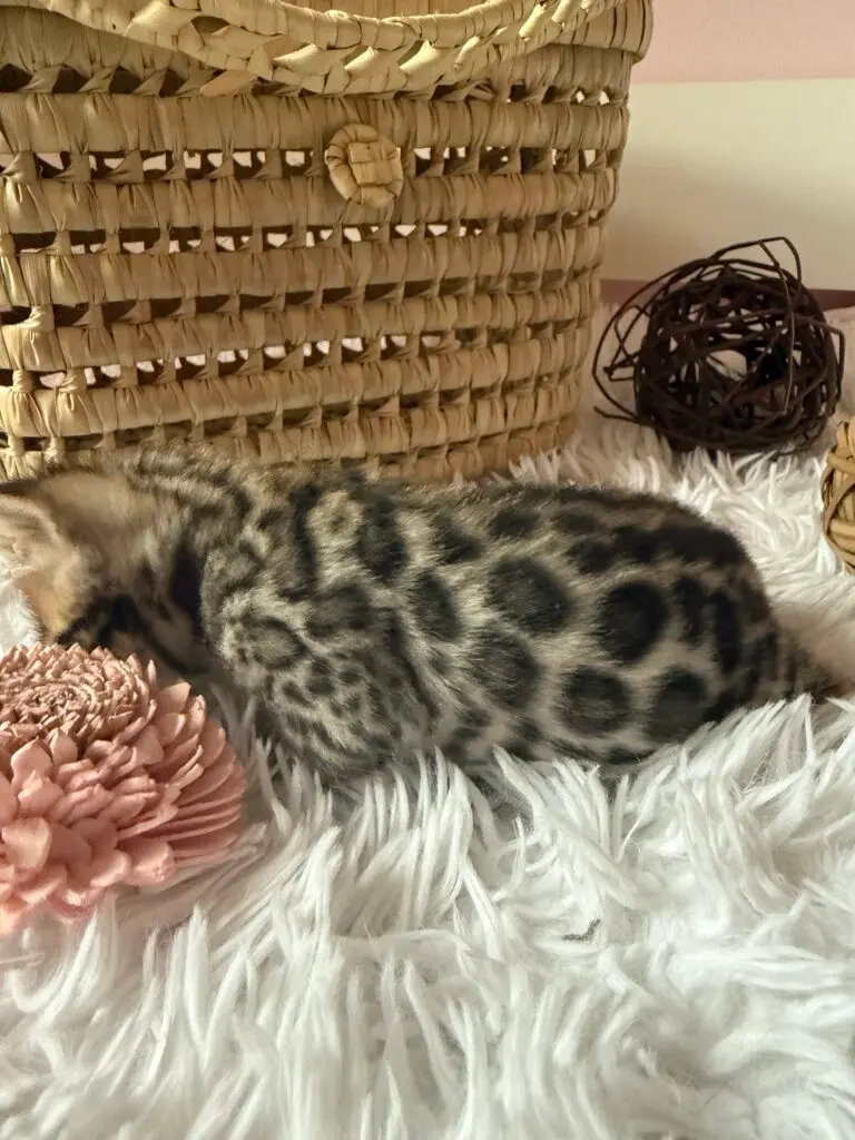 XÉNON, chaton Bengal brown charcoal spotted