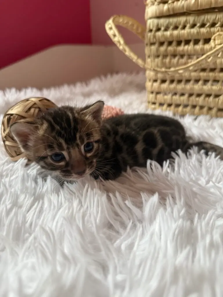 XALI, chaton Bengal snow mink spotted