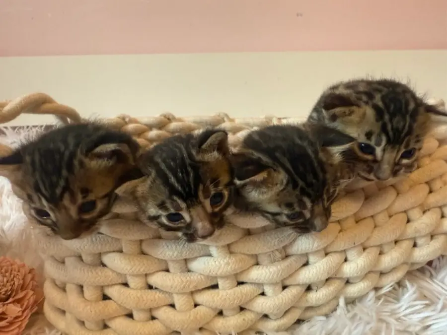 Xuma, chaton Bengal de la portée X, robe brown tabby marbled aux dessins en volutes