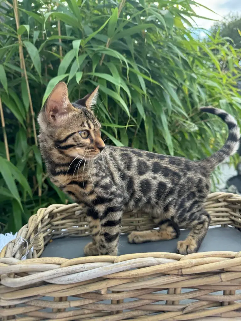 Chatons Bengal de la portée X réunis sur le plaid de l’élevage