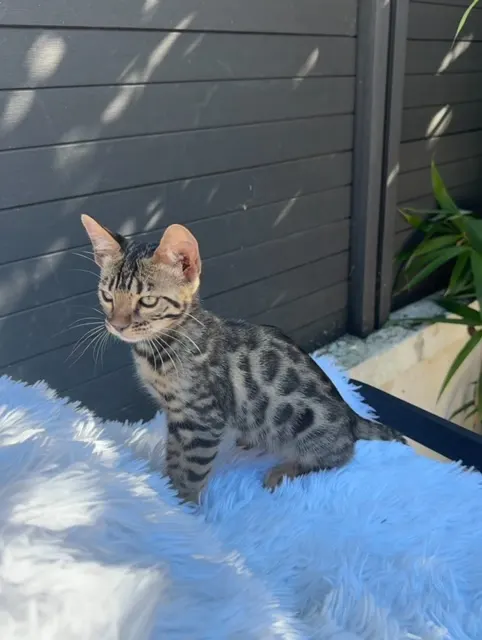 WENDY, Bengal brown tabby spotted rosetted