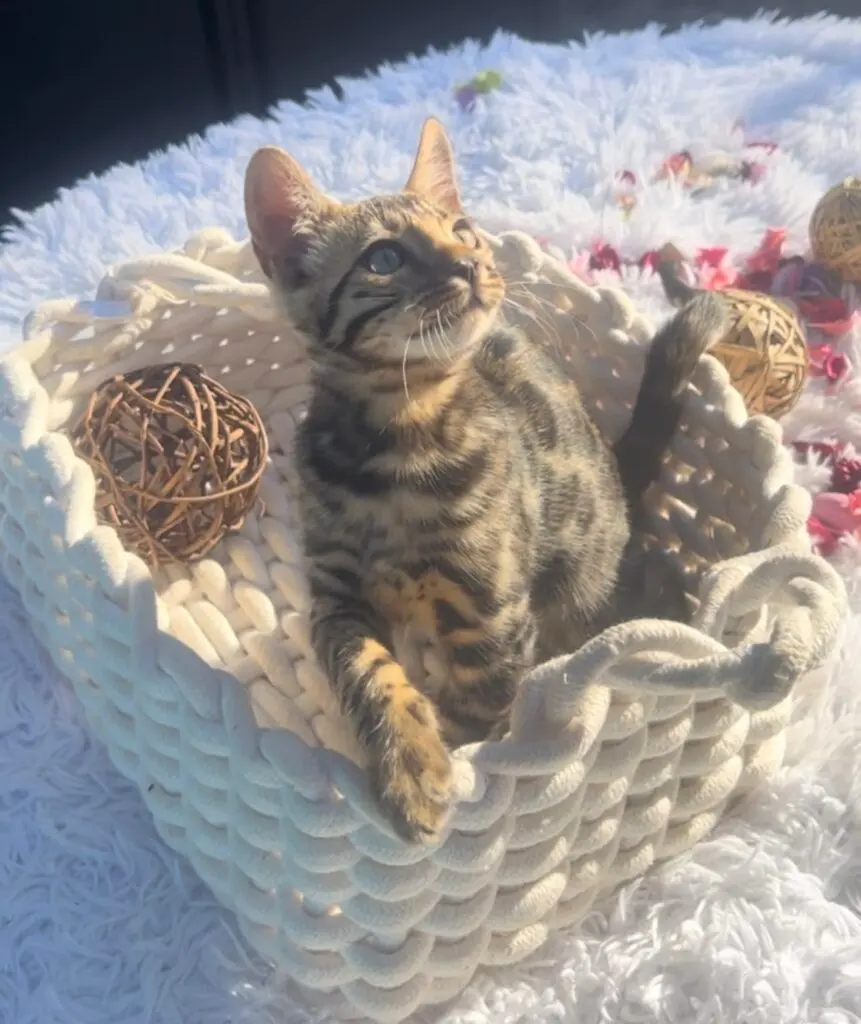 XENA, Bengal brown tabby spotted