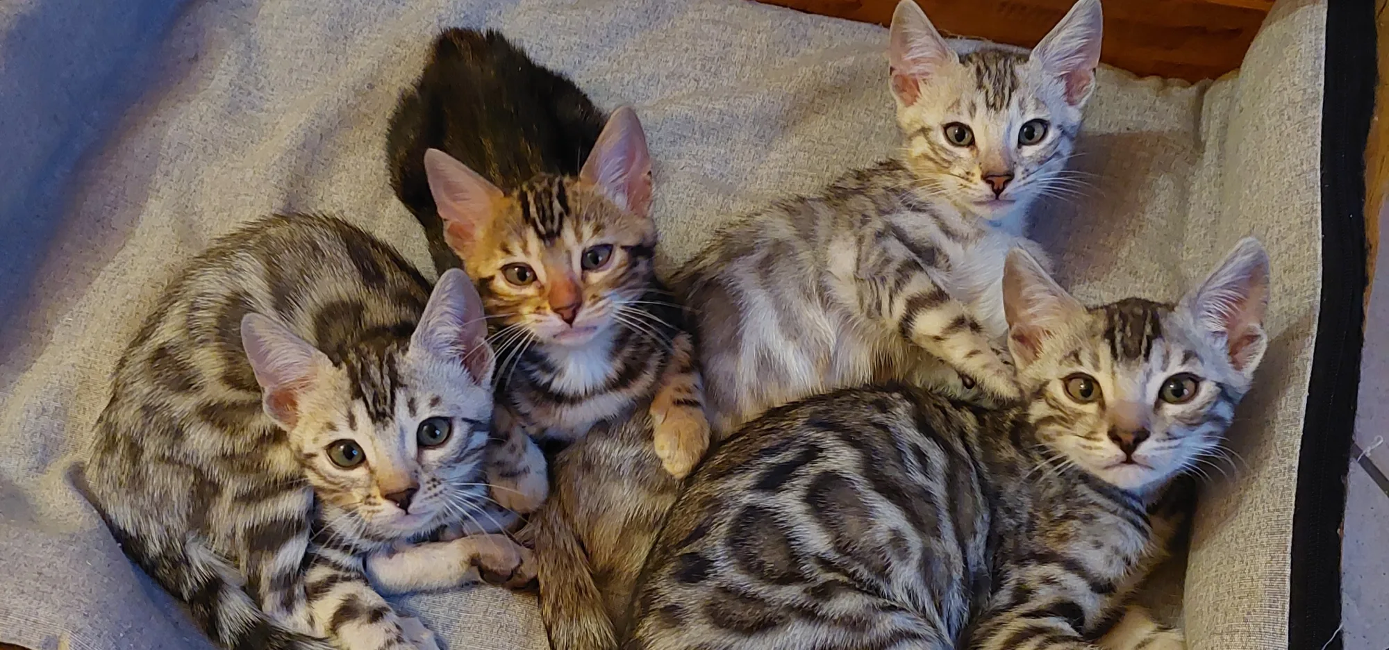 Quatre paires d'yeux sur le même point