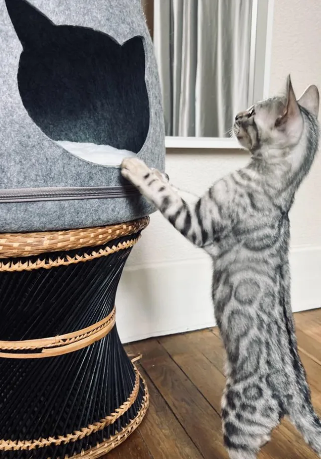 Chaton Bengal black silver dressé contre une statue de chat
