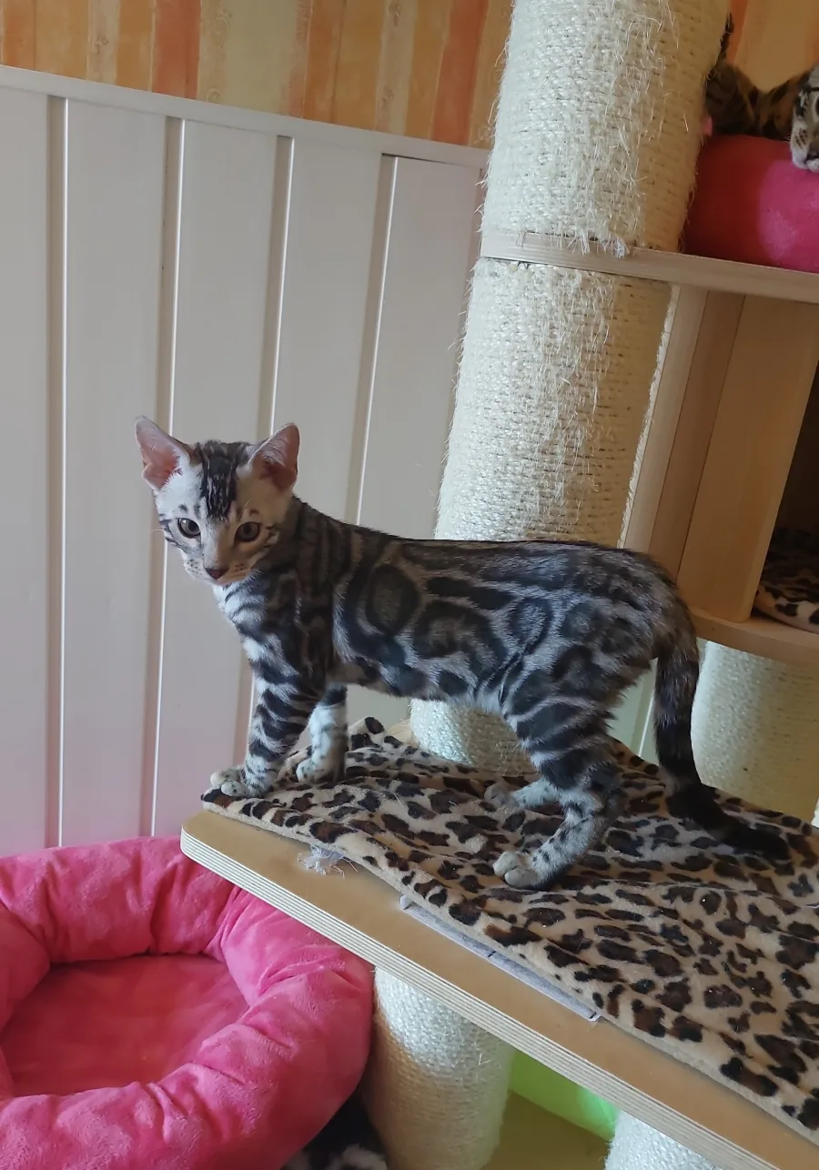 Chaton Bengal black silver debout sur une étagère d’arbre à chat
