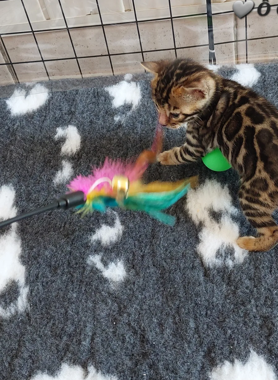 B'ANGE, chaton Bengal brown tabby, motif rosettes