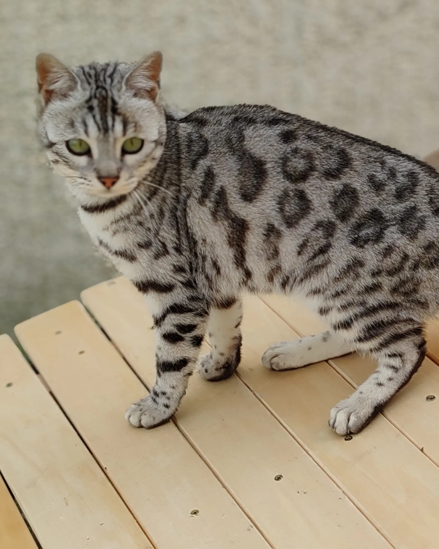 Ultime, Bengal black silver tabby de la chatterie, sur une passerelle de l'enclos