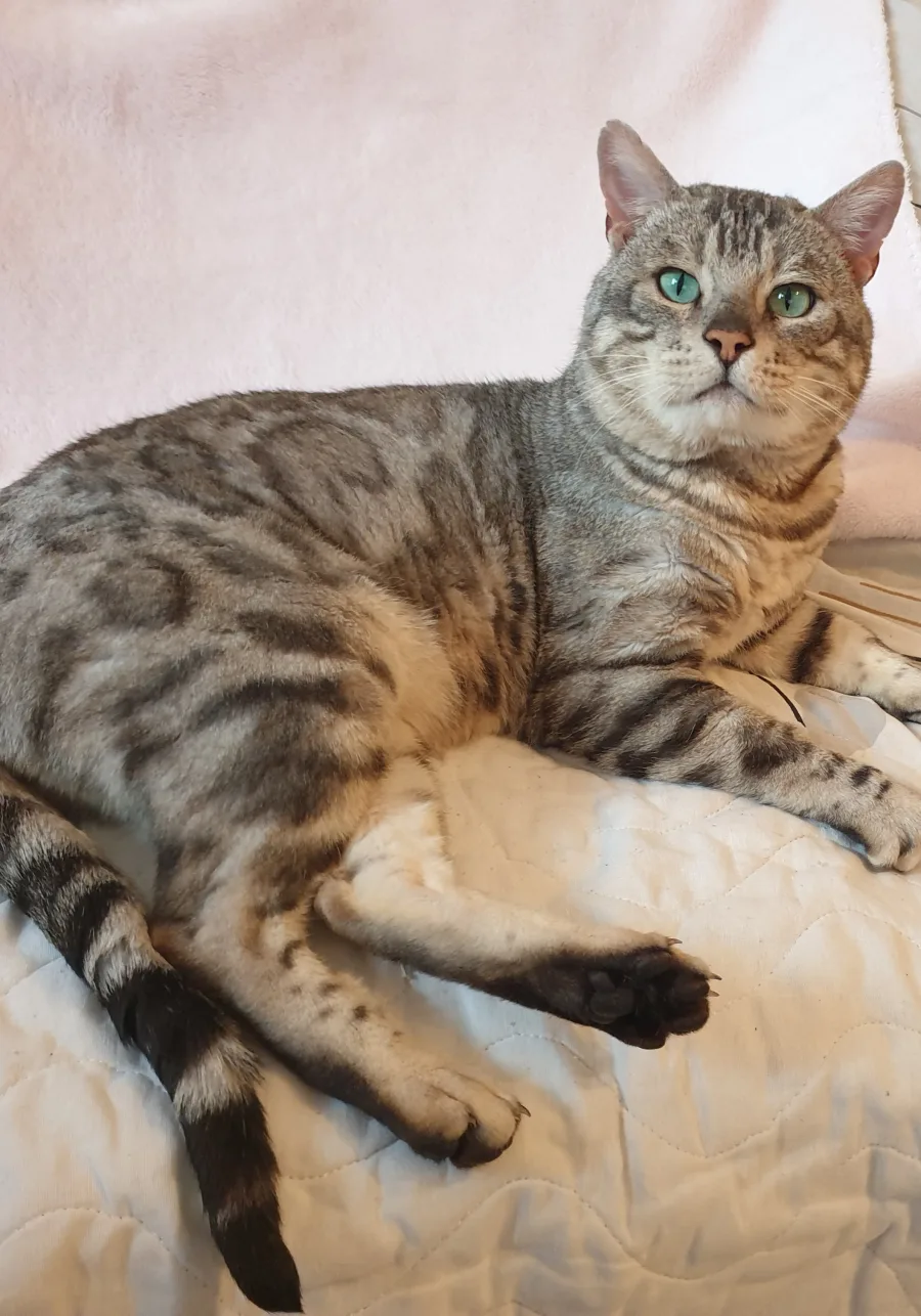Jag Jocelot des Bengalexception, Bengal black silver tabby, couché sur un lit