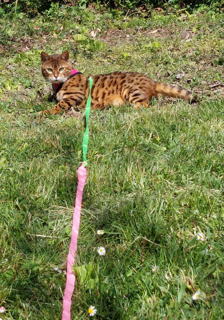 Bengal brown tabby rosetted allongé dans l’herbe, en longe