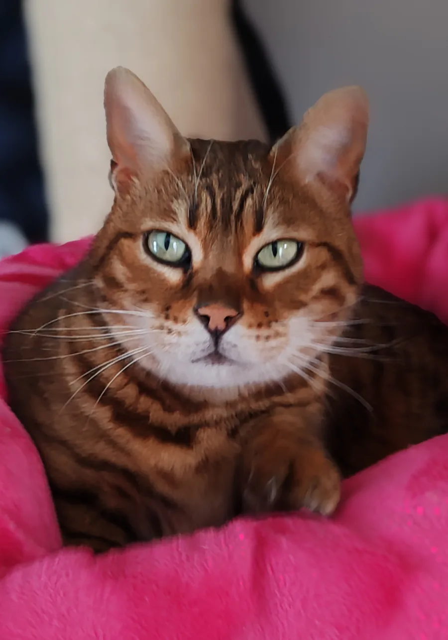 Olympe de Laf, Bengal brown tabby de la maison, couchée sur un plaid rose