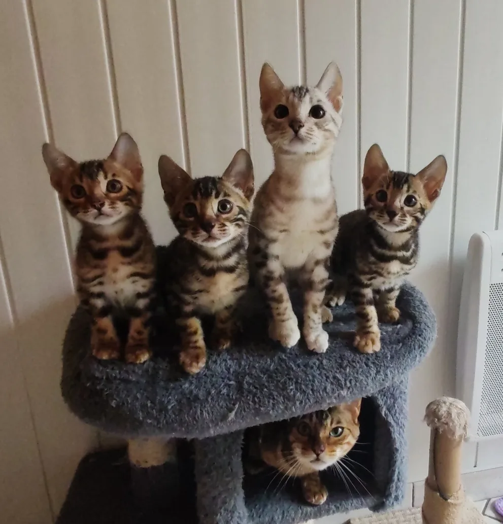 Quatre chatons Bengal alignés sur un arbre à chat