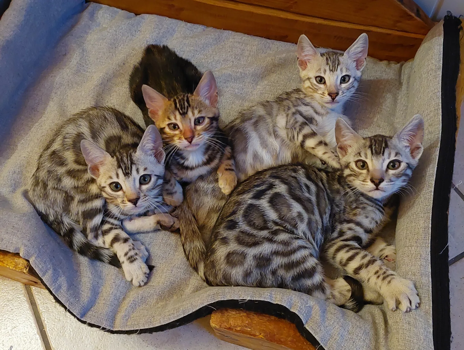 Quatre chatons Bengal serrés les uns contre les autres sur un plaid