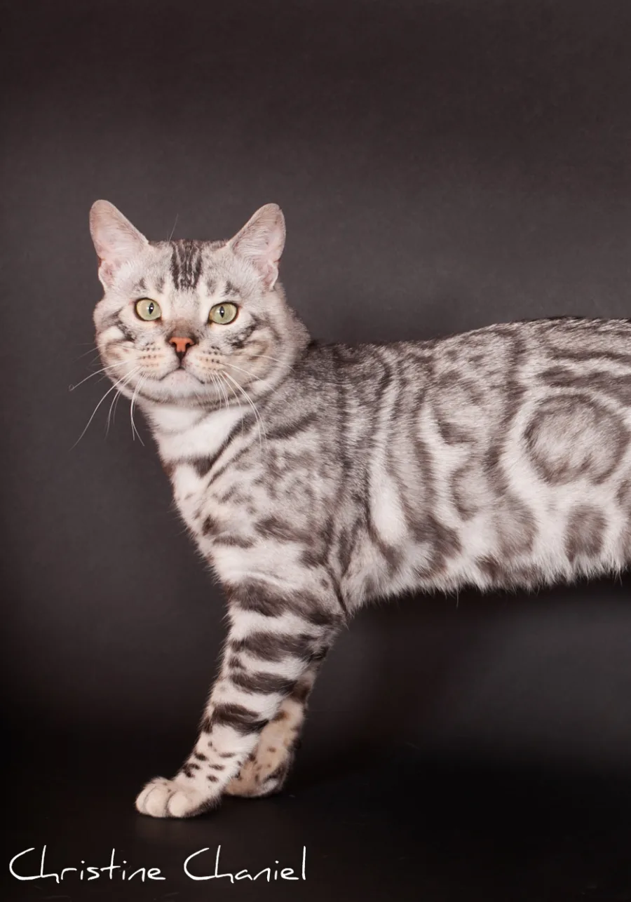 SALAMBO, Bengal black silver tabby, motif spotted et rosettes