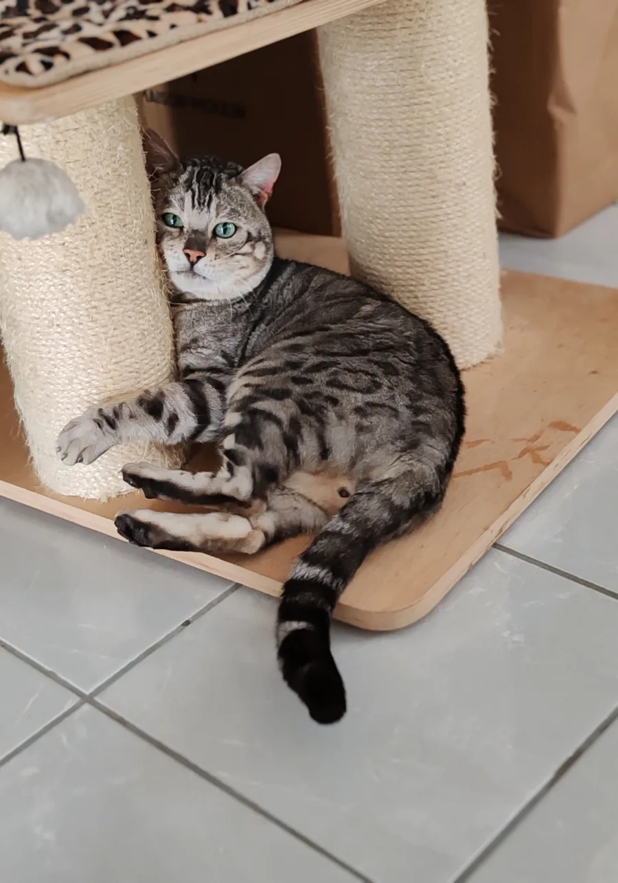 Ambersands Salambo, Bengal black silver tabby, installé sur un arbre à chat