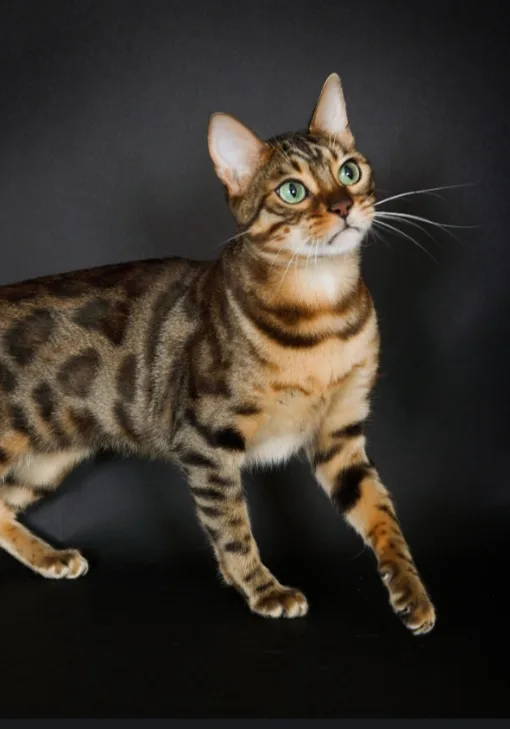 SAPHYR, Bengal brown tabby, motif spotted et rosettes