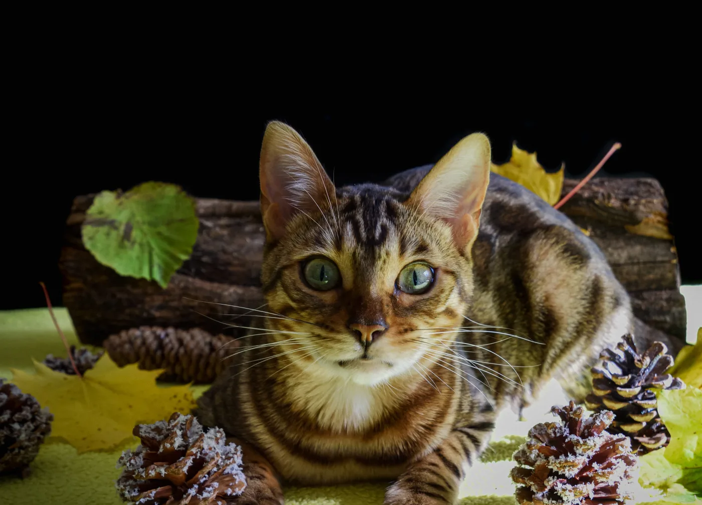 Saphyr Ô Coeur Blanc, Bengal brown tabby rosetted, allongée parmi des feuilles et des pommes de pin
