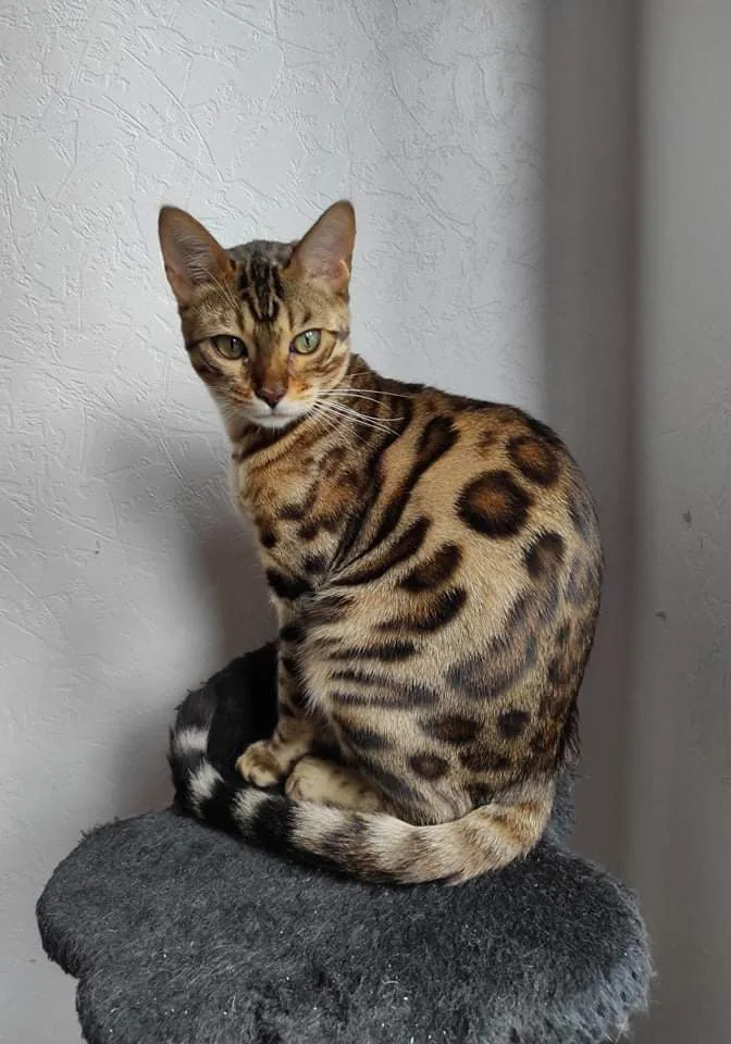 Saphyr Ô Coeur Blanc, Bengal brown tabby rosetted, assise sur un tabouret