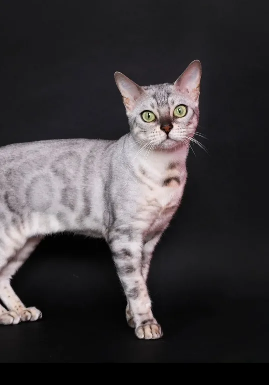 SHIVA, Bengal black silver tabby, motif spotted et rosettes