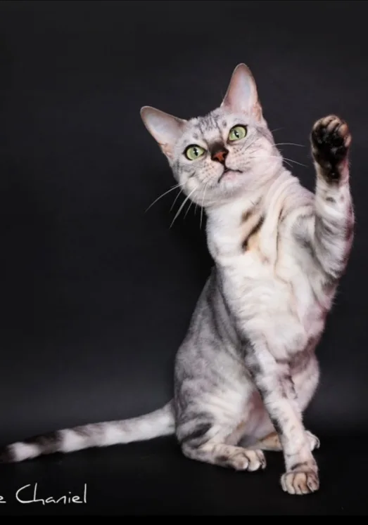 SHIVA, Bengal black silver tabby, motif spotted et rosettes