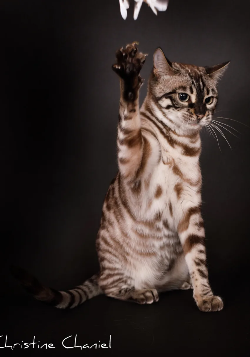 UKAÏNA, Bengal seal charcoal silver tabby mink, motif spotted et rosettes