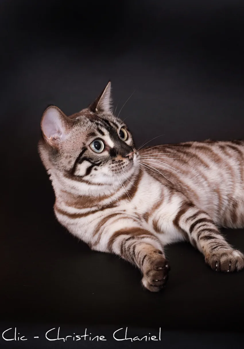 UKAÏNA, Bengal seal charcoal silver tabby mink, motif spotted et rosettes