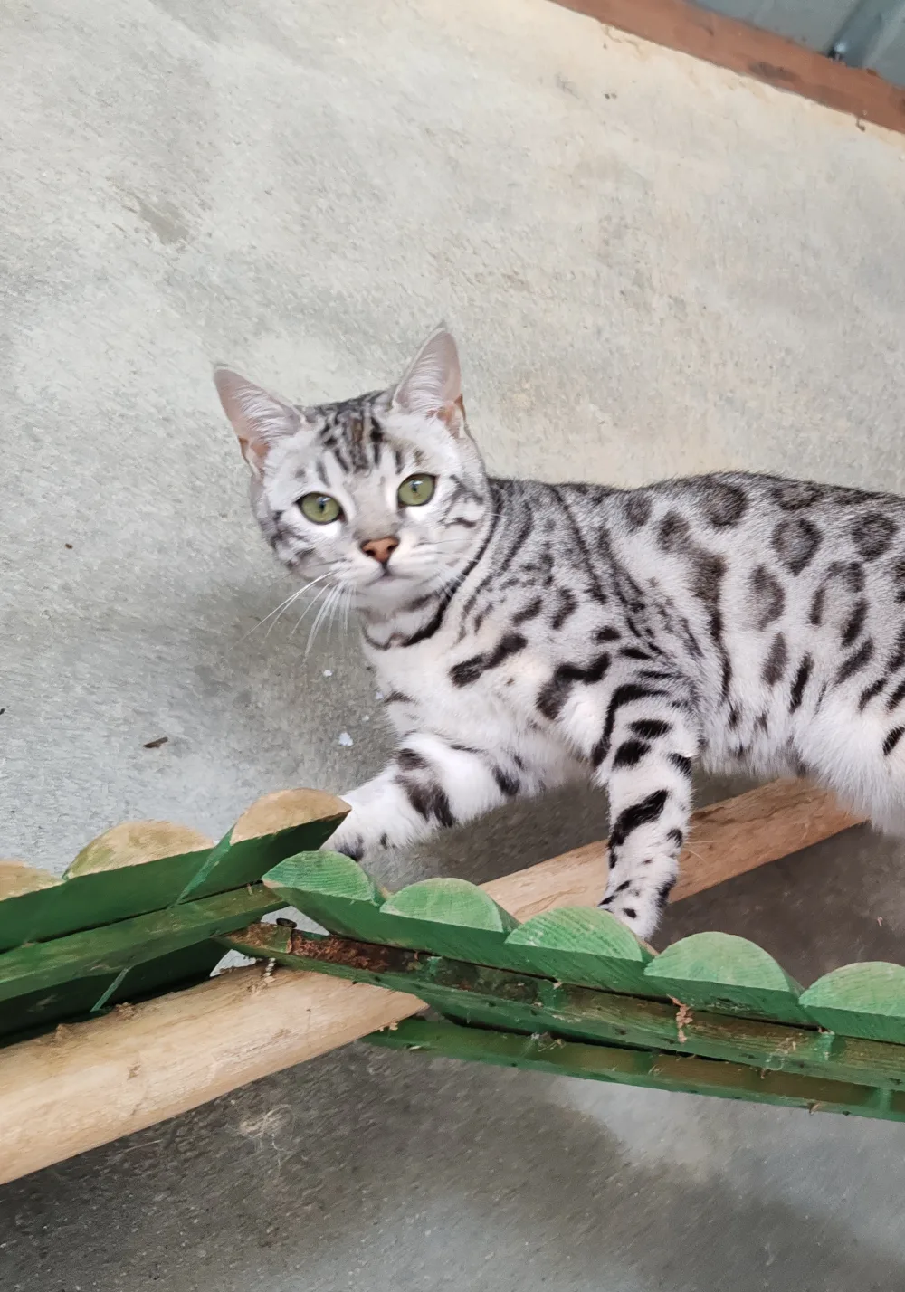 Ultime Ô Coeur Blanc, Bengal black silver tabby, sur une passerelle de l’enclos
