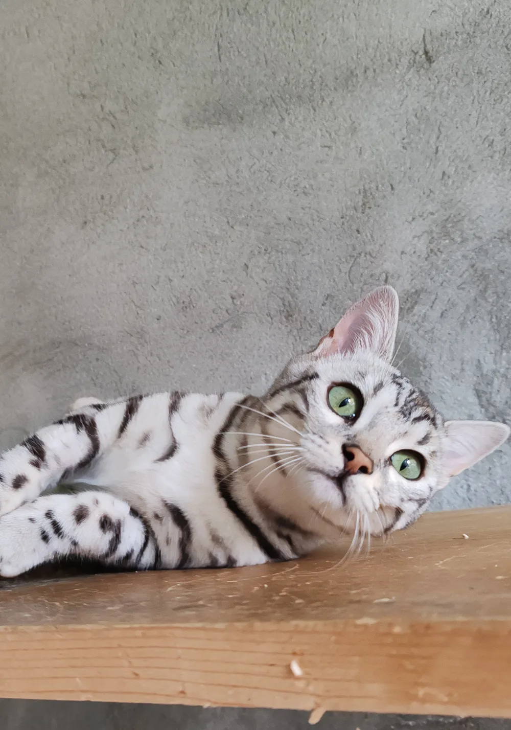 Ultime, Bengal black silver de la chatterie, couchée sur une planche de l'enclos