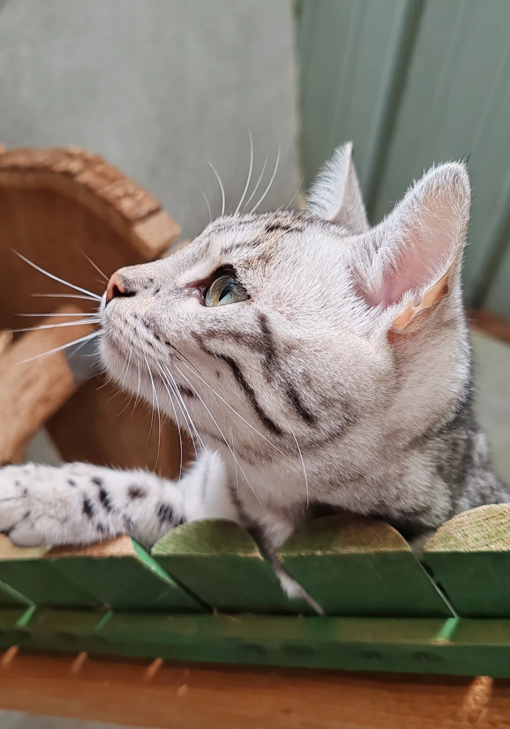 ULTIME, Bengal black silver tabby