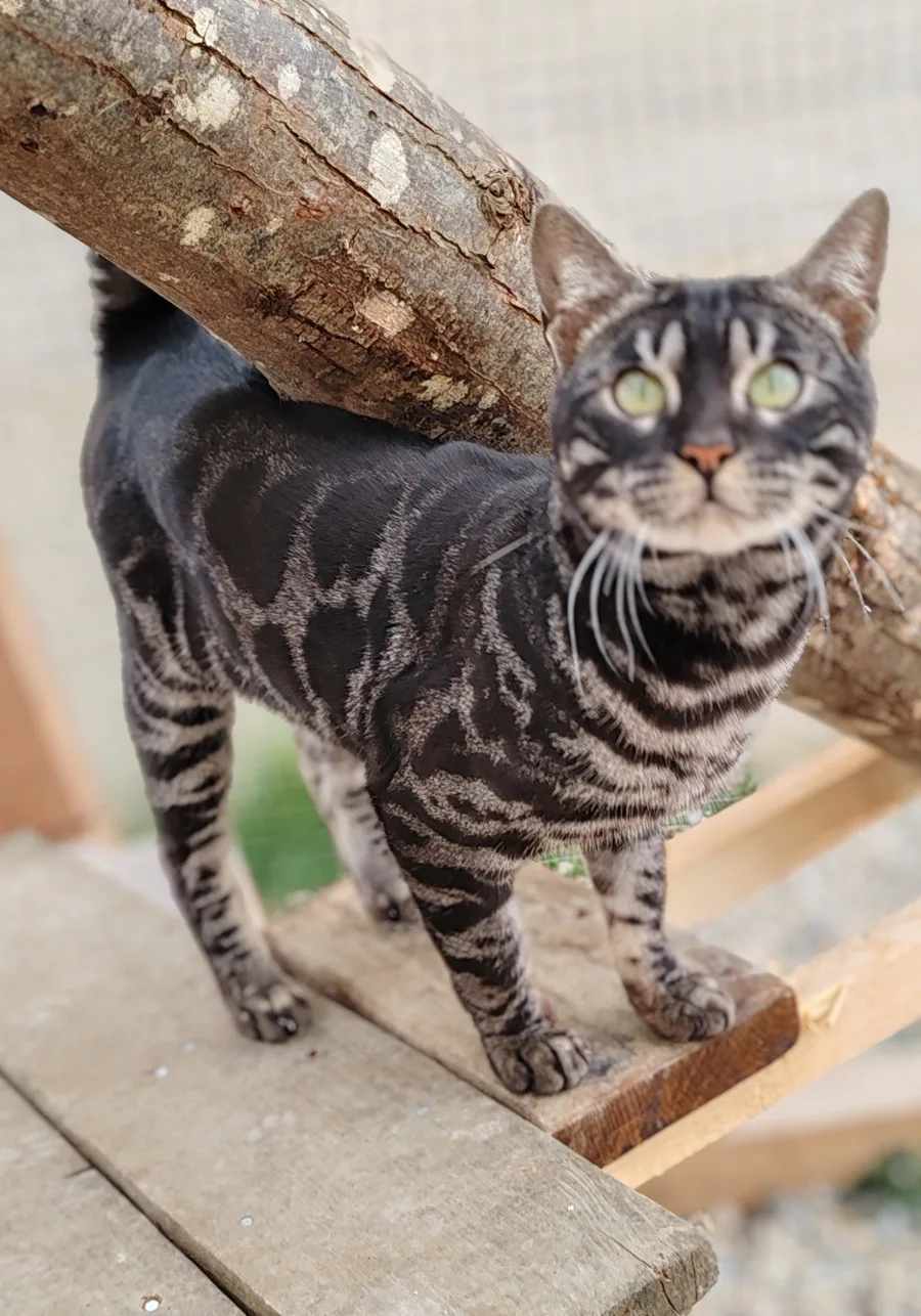 Unyk, Bengal black charcoal silver tabby, debout sur une poutre en bois